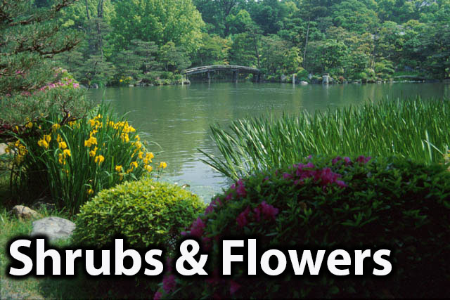 Shrubs and Flowers