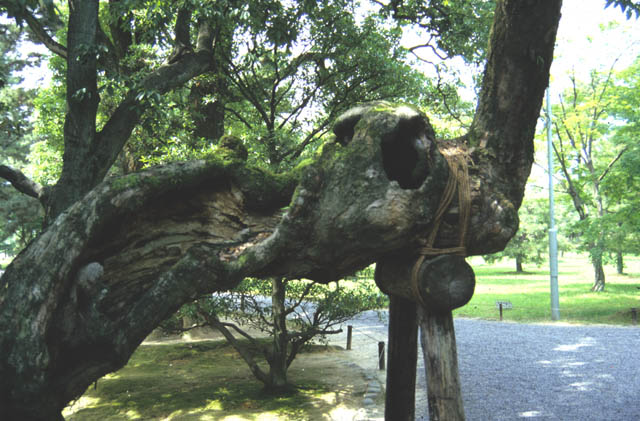 Ancient Trees