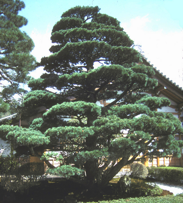 Ginkaku-ji