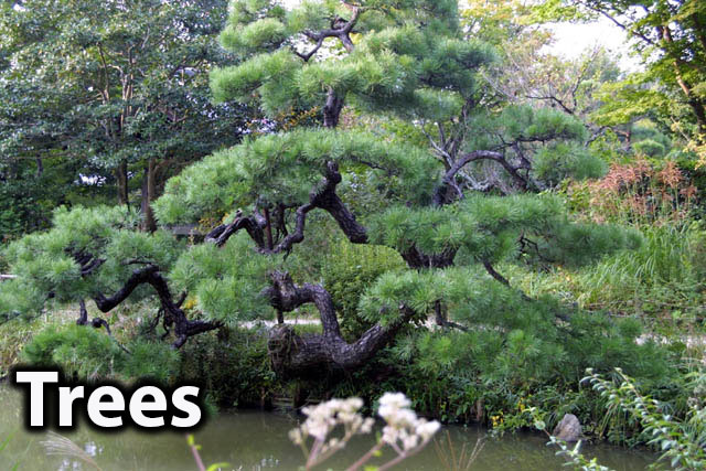 Trees