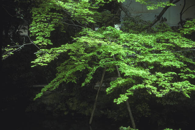 Ryoan-ji
