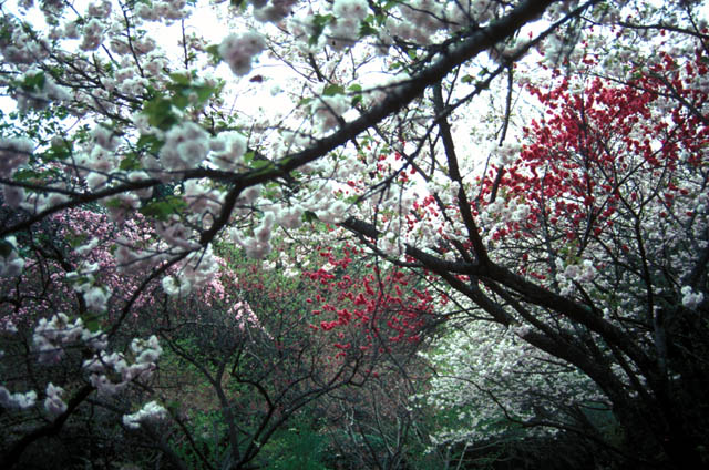 Ryoan-ji