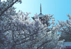 Ninna-ji
