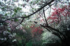 Ryoan-ji