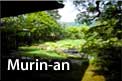 Murin-