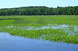 Wild Rice