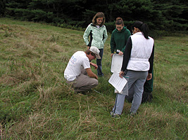 Field sampling - insects