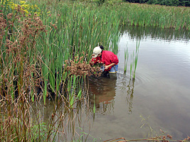 Identifying aquatic invertebrates