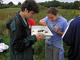 Identifying aquatic invertebrates