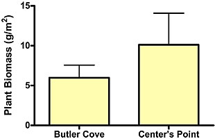 Figure 4. Mean SAV biomass at BC and CP. There was no significant difference in SAV biomass between the two sites (unpaited t-test, P=0.31).  Error bars represent 1 SE.