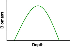 Figure 5. Expected distribution of SAV biomass versus depth. 