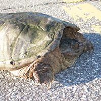 turtle