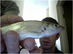 Smelt
