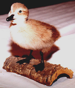 peary eider duck nests specimens arctic birds