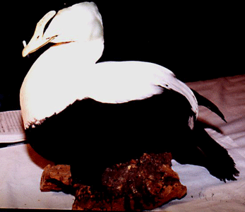 peary eider duck nests specimens arctic birds