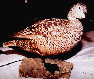 duck islands eider ducks peary maurice tanqueray