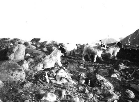 dogs emil diebitsch dogs peary arctic relief expedition