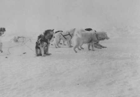 dog white march peary arctic 1892