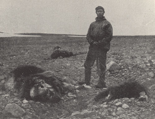 musk oxen hunting peary first arctic