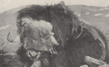 musk ox peary arctic expeditions