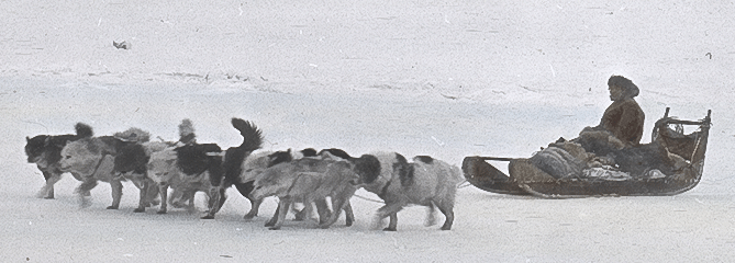  A dog team struggles to walk in the icy wind